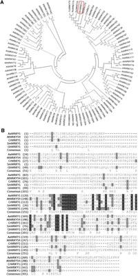 Transcription Factor SmWRKY1 Positively Promotes the Biosynthesis of Tanshinones in <mark class="highlighted">Salvia</mark> miltiorrhiza